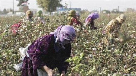 İcra başçısı pambığa görə məktəb direktorunun müavinini döydü: 