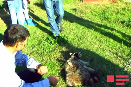 Sabirabadda Amerika yenotu tələyə düşüb - 