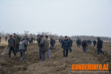 Tərtərdə “Hərəyə bir ağac əkək" kampaniyası çərçivəsində yaşıllaşdırma aksiyası keçirilib