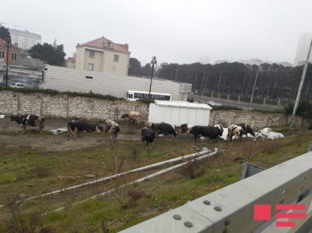 Bakıda mal-qara daşıyan avtomobili aşıb - 