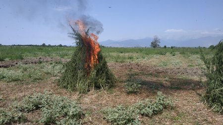 Şəki sakini pay torpağında 10 tona yaxın narkotik yetişdirib - 