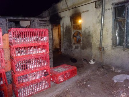 Bakıda daha bir qanunsuz toyuq sexi aşkarlanıb - 