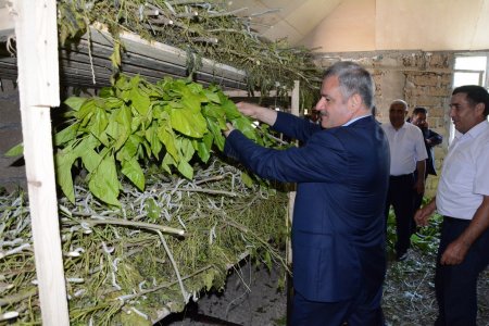 İcra başçısı kənddə təsərrüfatlarla tanış oldu - 