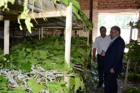 İcra başçısı kənddə təsərrüfatlarla tanış oldu - 