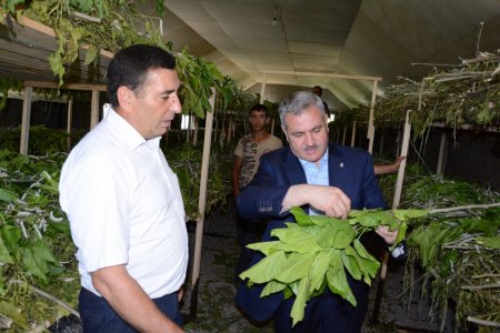 İcra başçısı kənddə təsərrüfatlarla tanış oldu - 