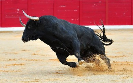 Azərbaycana yeddi kiloqram öküz sperması idxal olunub