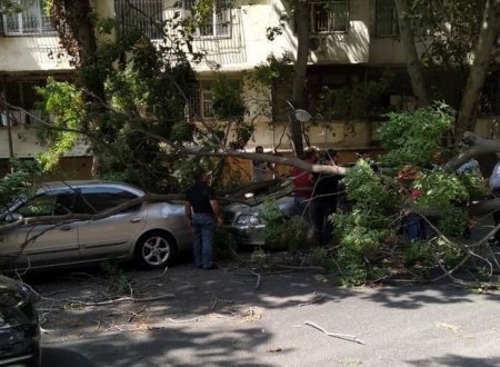 Bakıda külək altı ağacı aşırdı: ikisi maşının üstünə düşdü