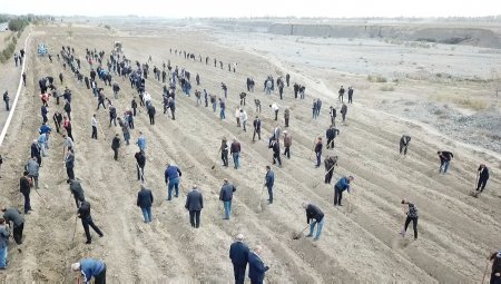 Tərtərlilər ölkəmizdə bir gündə 650 min ağac əkilməsi təşəbbüsünə həvəslə qoşulublar