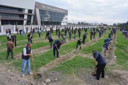 Tərtərlilər ölkəmizdə bir gündə 650 min ağac əkilməsi təşəbbüsünə həvəslə qoşulublar