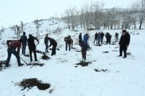 Əlverişsiz hava şəraitinə baxmayaraq Daşkəsəndə agacəkməyə hazırlıq görülür 