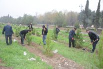 Tərtərlilər ölkəmizdə bir gündə 650 min ağac əkilməsi aksiyasında yüksək fəallıq göstəriblər