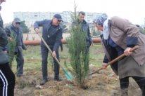 Bu gün Nizami rayonunda 5 növdə 1200 ədəd ağac əkildi 