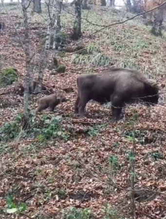 Şahdağ Milli Parkında zubr balası doğuldu - 