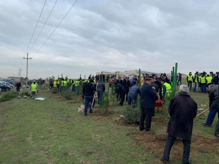 Abşeron sakinləri ağacəkmə kampaniyasında fəal iştirak edirlər 