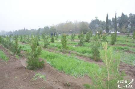 Ağacəkmə aksiyasında bu rayonlar fərqlənib