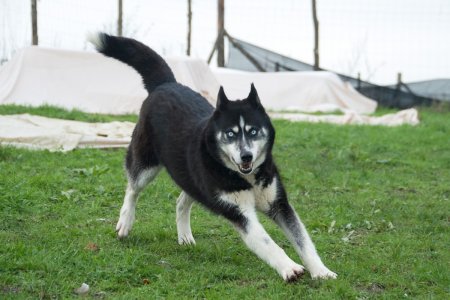 Bakıda cins it oğurlanıb