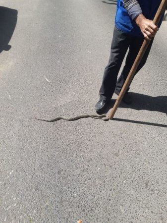 Bakıda yaşayış binasının yaxınlığında daha üç ilan zərərsizləşdirildi - 