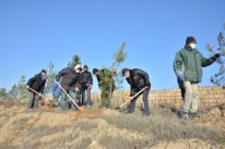 Abşeronda növbəti ağacəkmə kampaniyası keçirilib - 