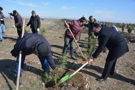 Tərtərdə “Xocalıya ədalət!” kampaniyası çərçivəsində 613 ağac əkilib