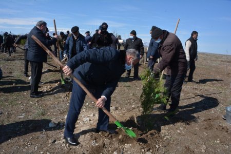 Tərtərdə “Xocalıya ədalət!” kampaniyası çərçivəsində 613 ağac əkilib