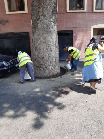 Dibi asfaltlanan çinar ağacı ilə bağlı nazirlik hərəkətə keçdi - 