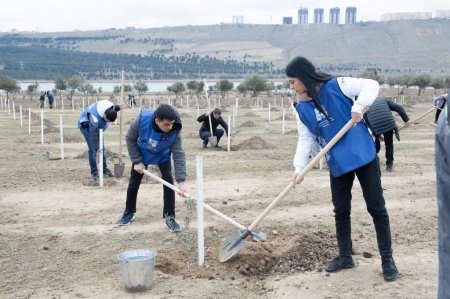 Bu gün Xocasən qəsəbəsində 4000 ağac əkilib