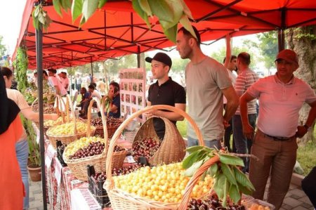 Azərbaycanda ilk dəfə “Albalı və gilas” festivalı keçirilib - 