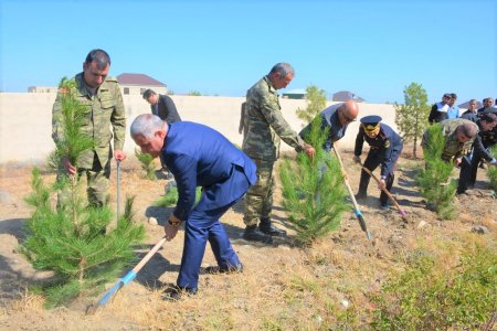 Anım Gününə həsr olunmuş ağacəkmə aksiyası keçirilib