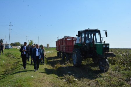 Tərtər rayonunda pambıq yığımına start verilib