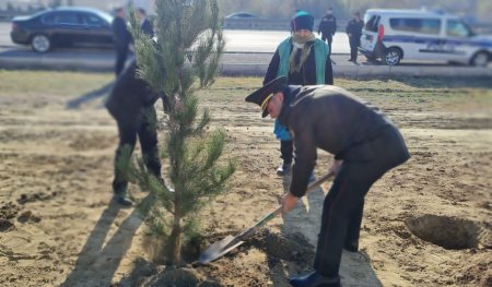 Qaradağ rayonunda növbəti ağacəkmə aksiyası keçirildi