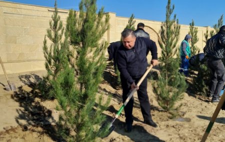 Qaradağ rayonunda növbəti ağacəkmə aksiyası keçirildi