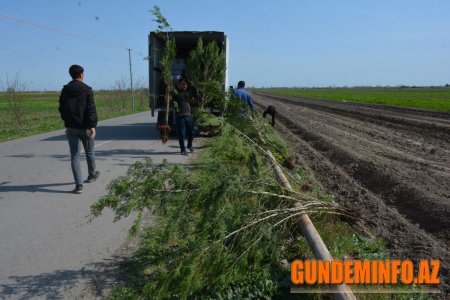 Tərtər rayonunda “Vətən Bağı” adlı ağacəkmə layihəsi həyata keçirilib