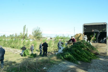 Tərtərdə "Yaşıl dünya naminə həmrəylik ili" çərçivəsində ağacəkmə aksiyası keçirilib