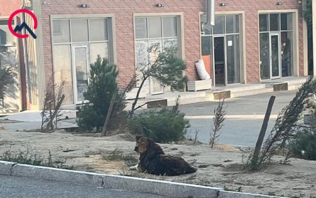 Masazırda 2 yaşlı uşağı it dişlədi - 
