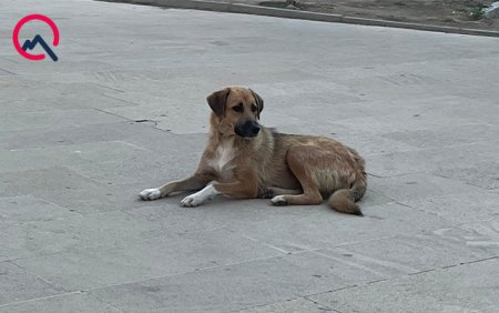 Masazırda 2 yaşlı uşağı it dişlədi - 