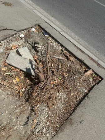 Mirdamət Seyidov ağaclara qənim kəsilib? 
