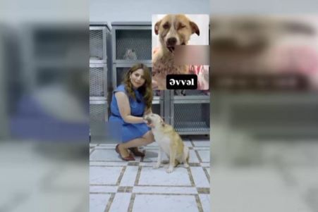 Sahibsiz heyvanları toplayaraq müalicə etdirdi, klinikaya 40 min manat borcu yarandı - Sahibsiz heyvanları toplayaraq müalicə etdirdi, klinikaya 40 min manat borcu yarandı -