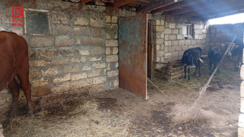 Astarada mal-qara arasında dabaq xəstəliyi yayıldı – 