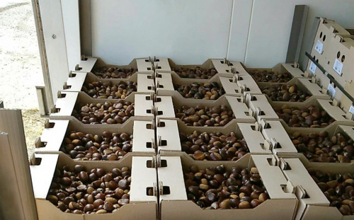 Şabalıd generala baha başa gəldi... -