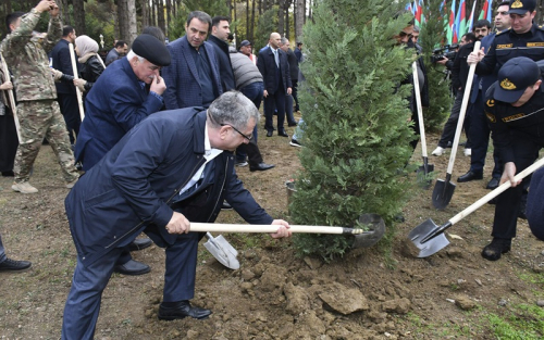 Abşeronda Zəfər Günü ilə bağlı ağacəkmə aksiyası keçirildi -  