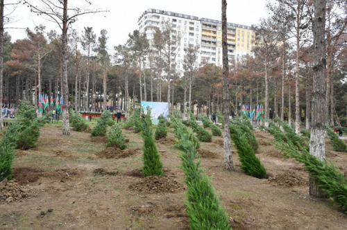 Abşeronda Zəfər Günü ilə bağlı ağacəkmə aksiyası keçirildi -  