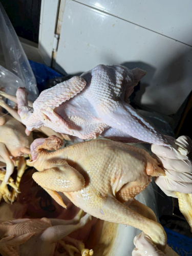 “Kənd toyuğu” kimi satmaq üçün rəngləyiblər –  