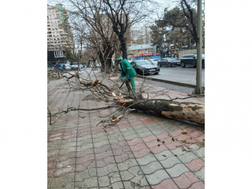 Bakıda güclü külək 19 ağacı sındırıb