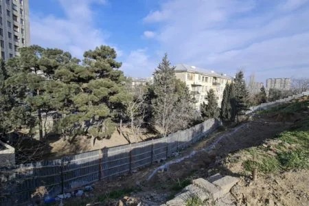 “Park Əcəmi” nin tikintisi zamanı "ağac soyqırımı"