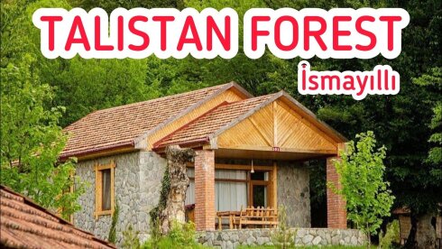 İsmayıllının icra başçısının müavini meşə ərazisini zəbt edib - 