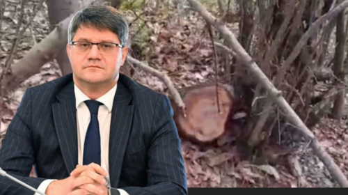 Masallıda “Yaşıl Soyqırım”: 4 saylı meşə zolağı talan edilir –