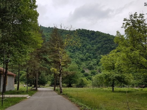 İsmayıllının icra başçısının müavini meşə ərazisini zəbt edib - 