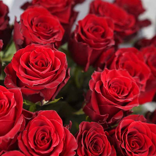 Həmin mal əslində Niderlanddan gətirilmiş qızılgül olub...