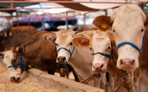 Bu heyvanların bazarda satılmasına icazə