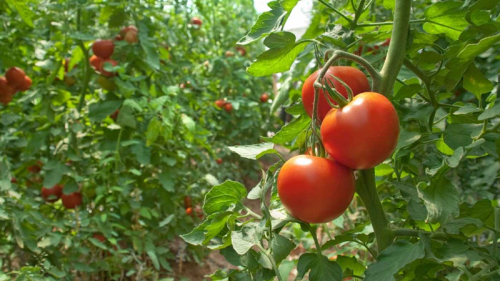 Yaxın günlərdə pomidor bahalaşacaq -